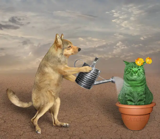 Photo of Dog watering cat cactus 2