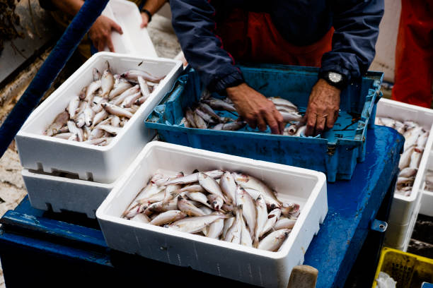 fisherman sorting the fish on board closeup of a fisherman on board sorting the fish freshly fished as his boat arrives at the fishing por fish trawler stock pictures, royalty-free photos & images