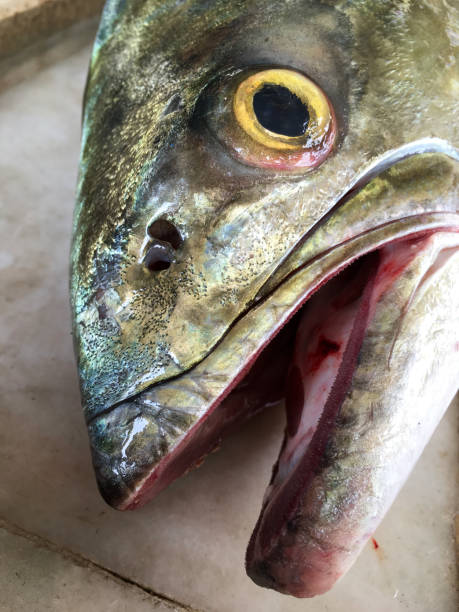 istock Head of a fish near plan shot 1193761139