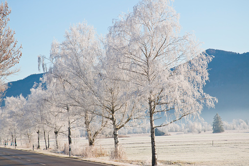 Frost covered birch trees on a country road in the mountains of Bavaria, Germany