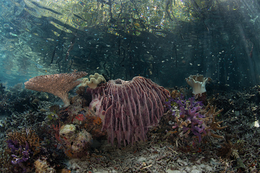 Healthy corals, sponges, and other invertebrates thrive along the edge of a mangrove forest in Raja Ampat, Indonesia. This area is known to harbor the greatest marine biodiversity on planet Earth.