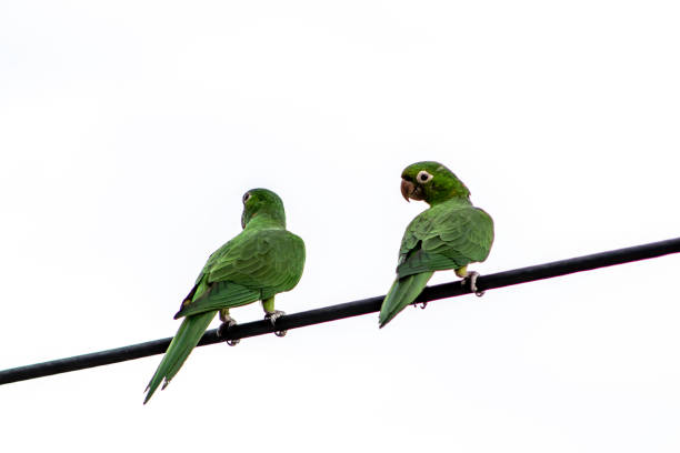 istock Maritacas or brazilian parrots 1193762261