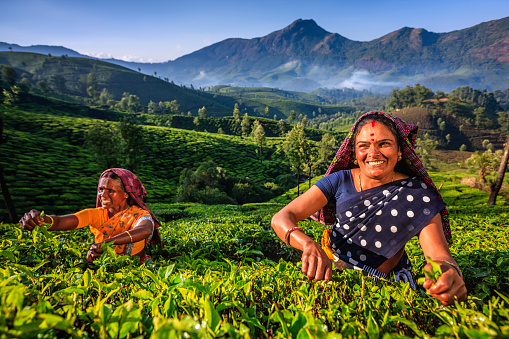 Tamil women collecting tea leaves in Southern India, Kerala. India is one of the largest tea producers in the world, though over 70% of the tea is consumed within India itself.
