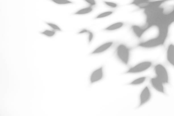 gray shadow of the leaves on a white wall - sombra em primeiro plano imagens e fotografias de stock