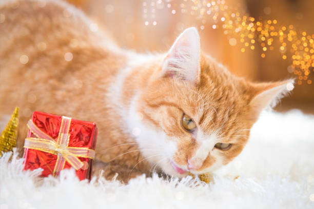 istock Orange cat playing with Christmas decoration 1193765601