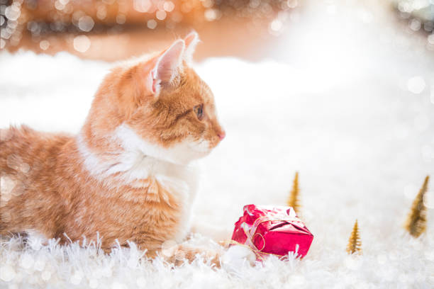istock Orange cat playing with Christmas decoration 1193765610