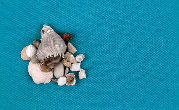 istock Sea shells laid out on a trendy aqua blue background with an empty place for text 1193765982