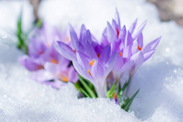istock beautiful spring flowers crocuses spring break out from under the snow 1193766030