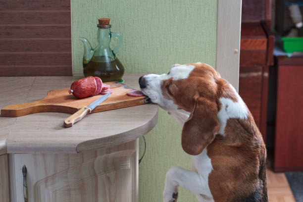 istock Hungry beagle steals sausage from the table. 1193767100