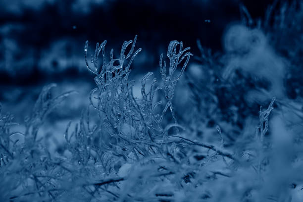Plants covered with frost in the dark
