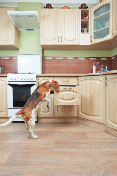 istock Beagle in kitchen searches for something tasty. 1193767851
