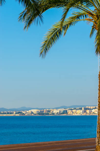 istock Nice city and palm tree during clear day 1193767964