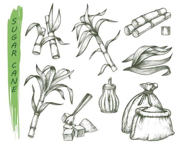 zuckerrohr- oder zuckerrohr-isolierte skizzensymbole - schilf stock-grafiken, -clipart, -cartoons und -symbole