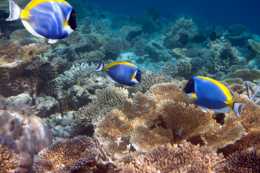 bright tropical fish surgeon (acanthurus Powder blue tang) over a coral reef