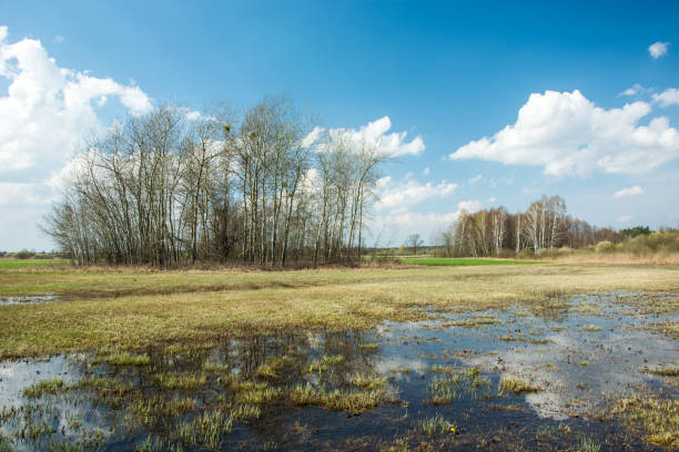 istock Water in the meadow, group of trees and white clouds on a sky 1193770412