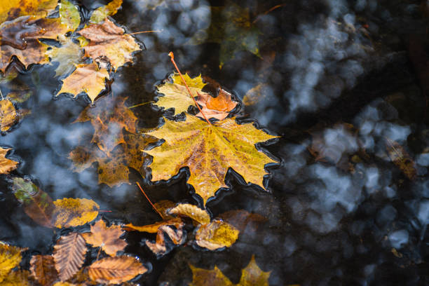 istock large fallen yellow leaves on the surface of the pond 1193771231