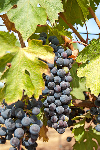 istock close up of wine grapes on vine 119377129