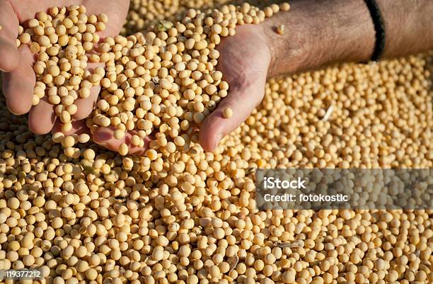 Soybean Harvest Stock Photo - Download Image Now - Agriculture, Autumn, Bean