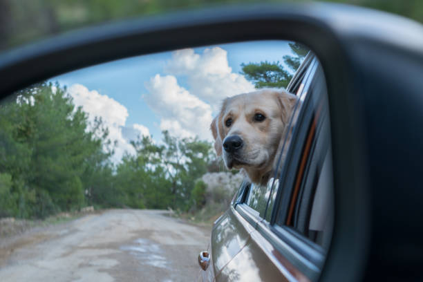 Golden Retriever in the Rear View Mirror