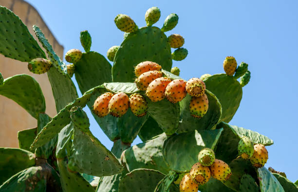 nahanaufnahme der orangenfrüchte von opuntia ficus-indica (stachelbirne) auf der insel gozo, malta - prickly pear fruit cactus prickly pear cactus yellow stock-fotos und bilder