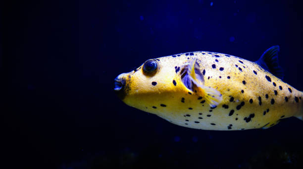 istock Wonderful and beautiful underwater world with corals and tropical fish. 1193774092