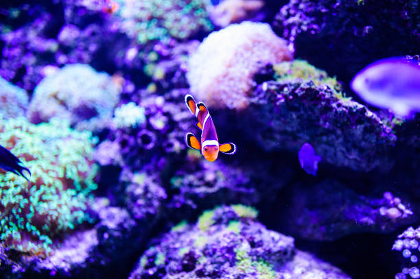 istock Wonderful and beautiful underwater world with corals and tropical fish. 1193774094