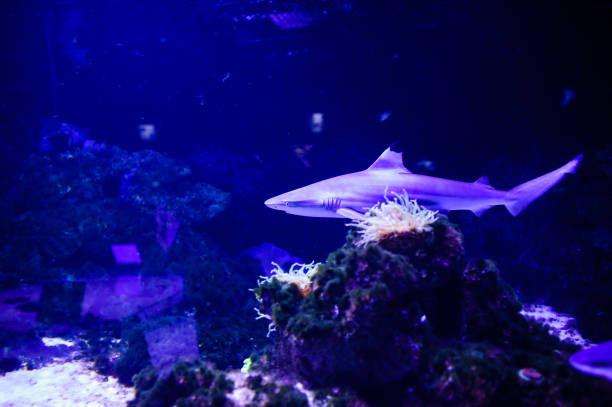 istock Shark posing in the deep blue water. 1193774096