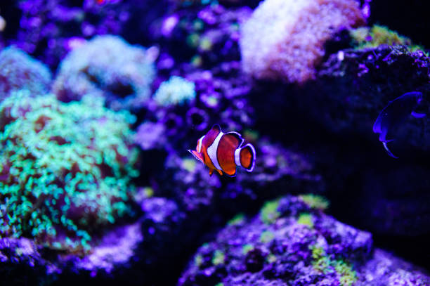 istock Wonderful and beautiful underwater world with corals and tropical fish. 1193774099