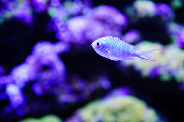 istock Wonderful and beautiful underwater world with corals and tropical fish. 1193774111