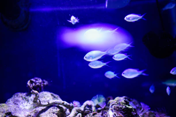 istock Wonderful and beautiful underwater world with corals and tropical fish. 1193774124