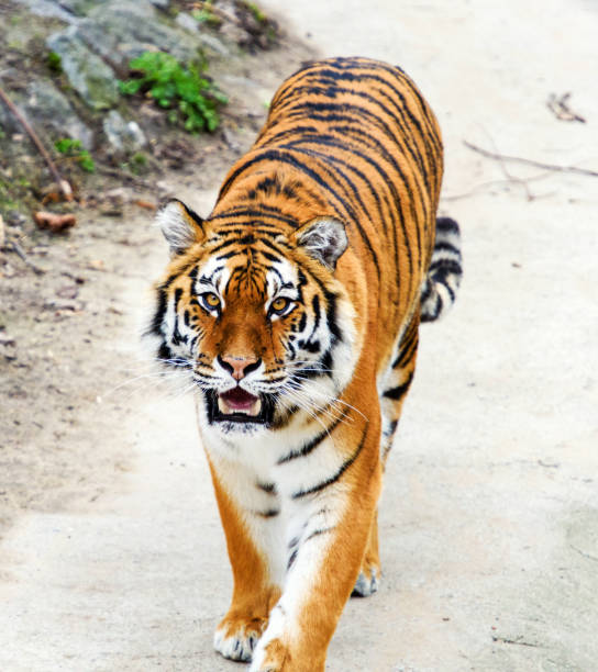 istock Beautiful Amur tiger 1193774141