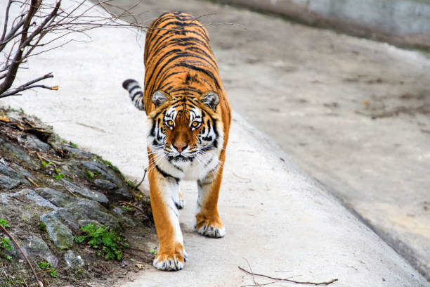 istock Beautiful Amur tiger 1193774145