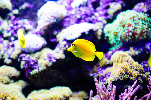 istock Wonderful and beautiful underwater world with corals and tropical fish. 1193774147