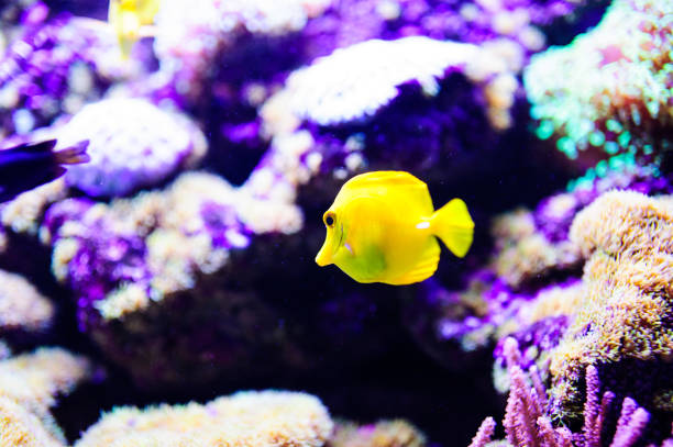 istock Wonderful and beautiful underwater world with corals and tropical fish. 1193774155