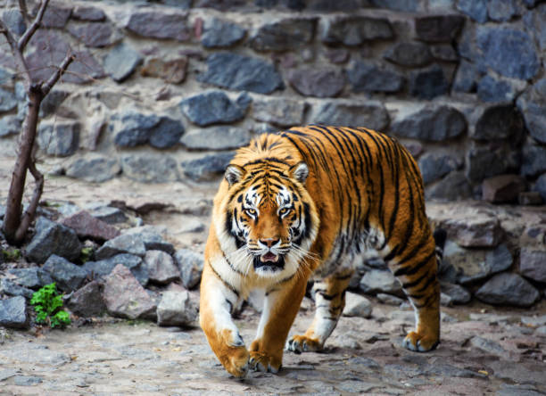 istock Beautiful Amur tiger 1193774156