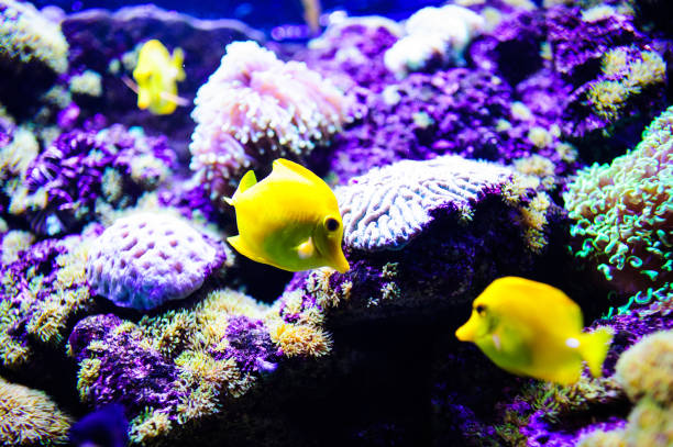 istock Wonderful and beautiful underwater world with corals and tropical fish. 1193774158