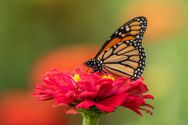 istock Monarch Butterfly in Zinnia Patch 1193775190