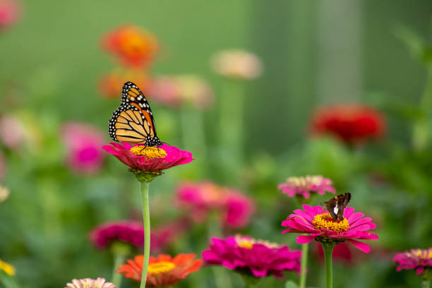 istock Monarch Butterfly in Zinnia Patch 1193775198