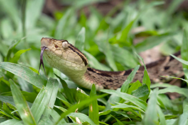 istock Spearhead Snake (Bothrops asper) in Costa Rica 1193775892