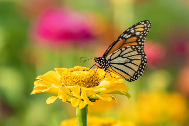istock Monarch Butterfly in Flower Garden 1193775902