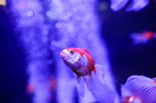 This close-up photograph captures a bright orange fish looking directly at the camera. The fish has a unique body and fin shape, and its color stands out against the blurred background.