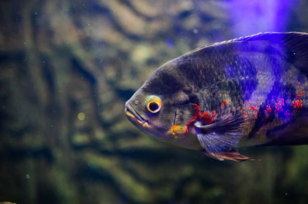 istock Wonderful and beautiful underwater world with corals and tropical fish. 1193776399
