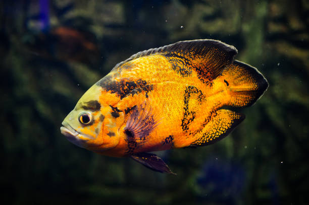 istock Wonderful and beautiful underwater world with corals and tropical fish. 1193776405