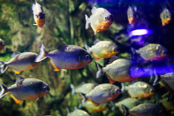 istock Wonderful and beautiful underwater world with corals and tropical fish. 1193776438