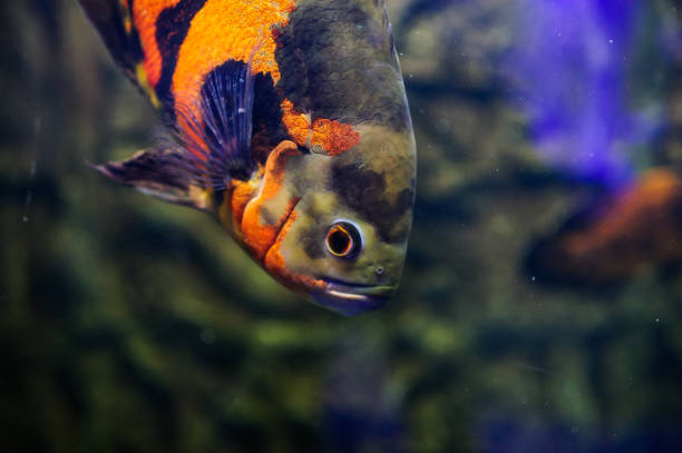 istock Wonderful and beautiful underwater world with corals and tropical fish. 1193776462