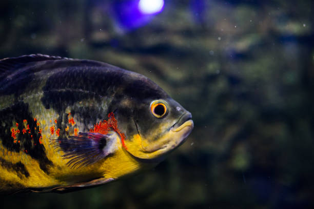istock Wonderful and beautiful underwater world with corals and tropical fish. 1193776474