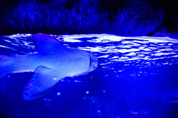 istock Wonderful and beautiful underwater world with corals and tropical fish. 1193776475