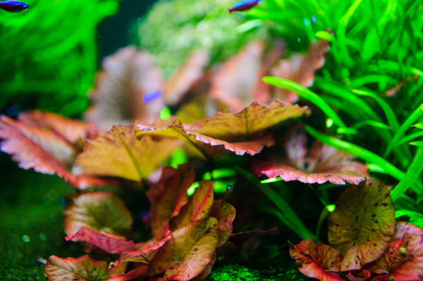 istock Wonderful and beautiful underwater world with corals and tropical fish. 1193776485