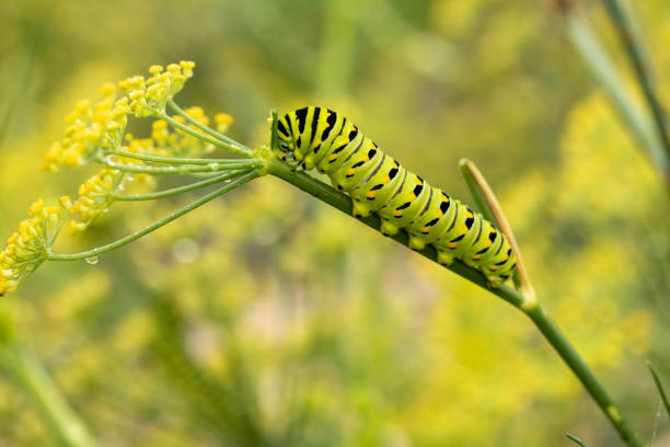 istock Swallowtail Caterpillar on Dill Weed 1193776516