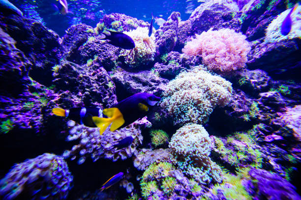 istock Wonderful and beautiful underwater world with corals and tropical fish. 1193776530